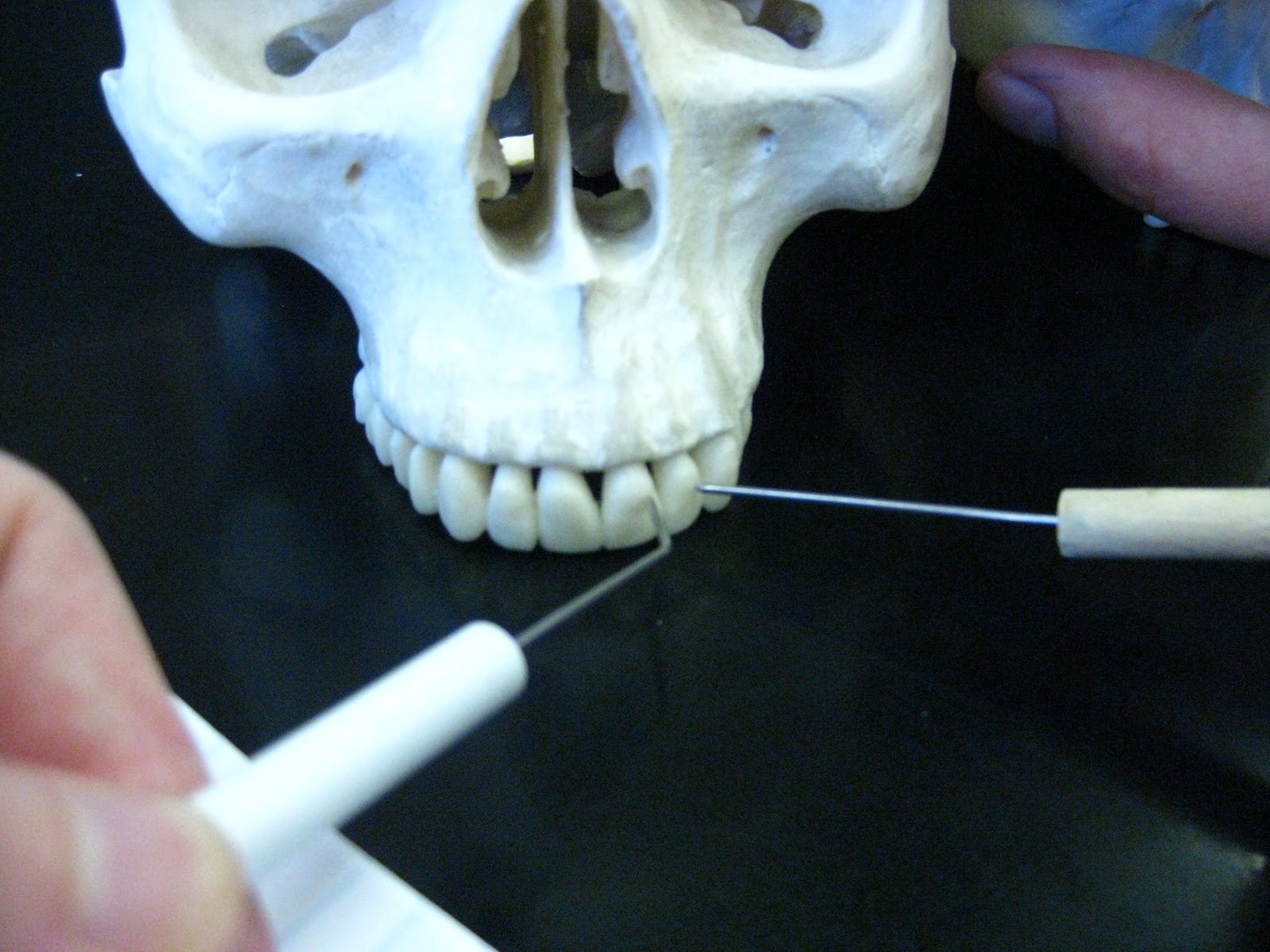 Boned: Human Skull - teeth