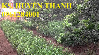 Bán cây giống bưởi đường quế dương, số lượng lớn, giao cây toàn quốc. LH 0961284001