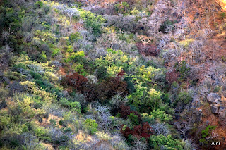 "A close-up shot of colorful flowers in full bloom, set against the backdrop of the rugged terrain of Mount Abu."