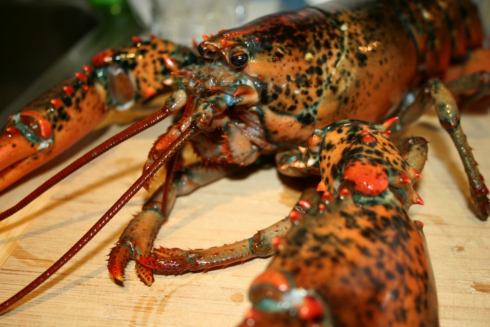 Lobster The Biggest Animals Kingdom