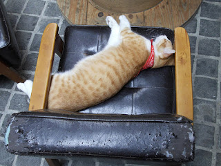 貓咪咖啡廳 Toast Chat