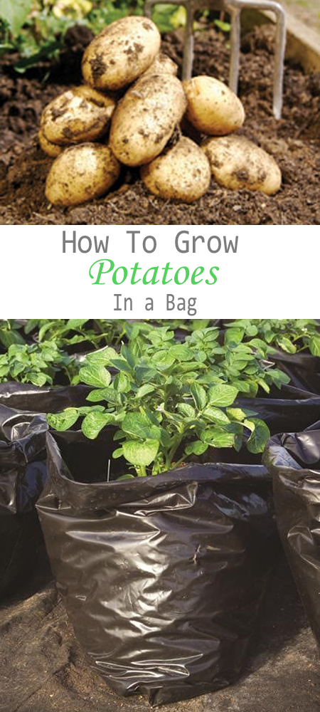 How to Grow Potatoes in a Bag