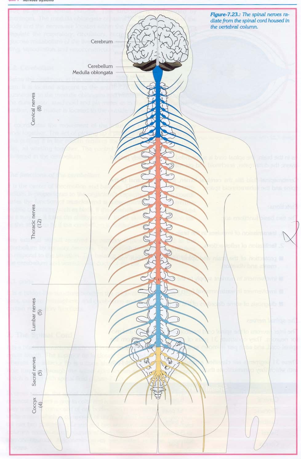 Sistemler: Sinir Sistemi