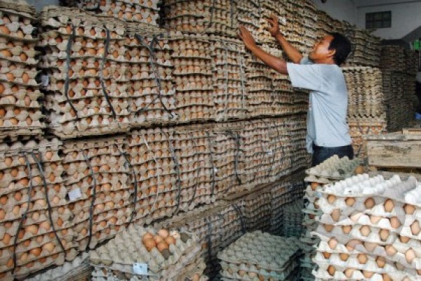 Rahasia Cara Cepat Panen Ternak Jangkrik Kaskus