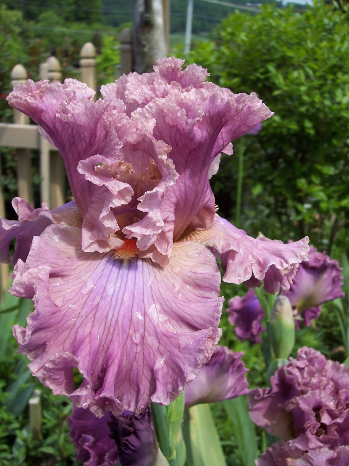 Photos of Beaded iris in a Fantasy Garden setting