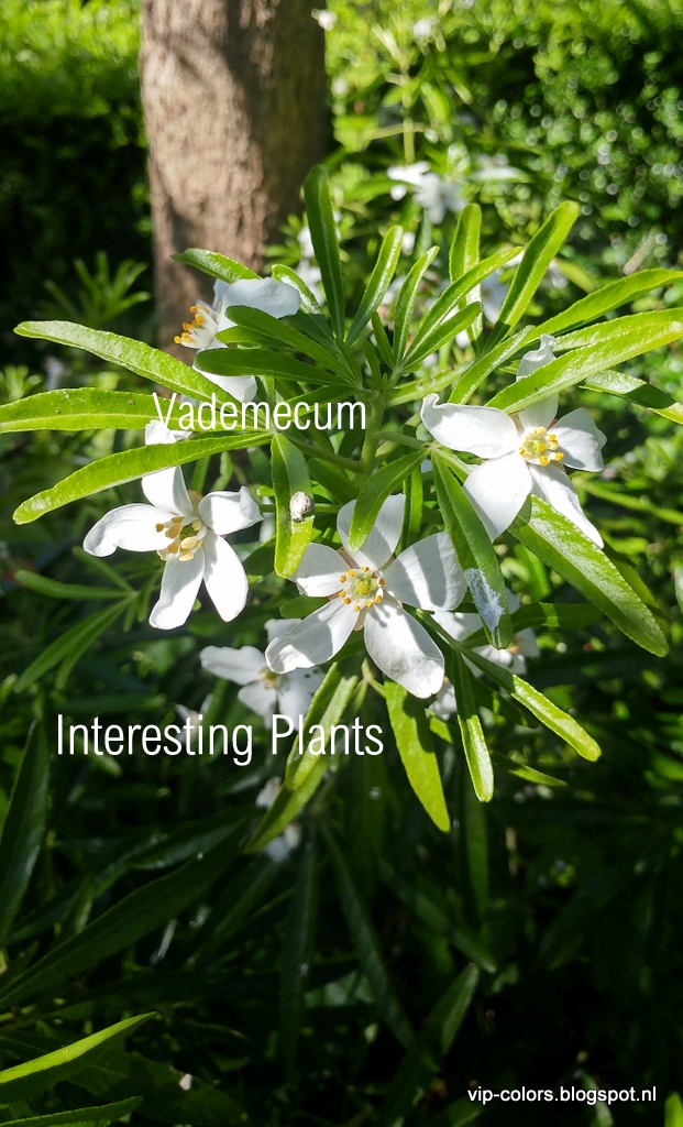 Vademecum Interesting Plants Choisya Ternata Choisia