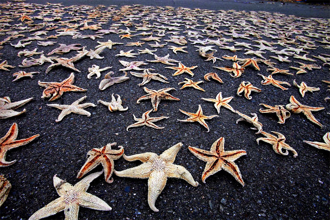 Включи звезда берег. Солястер морская звезда. Морская звезда на берегу. Морская звезда на побережье. Много морских звезд на берегу.