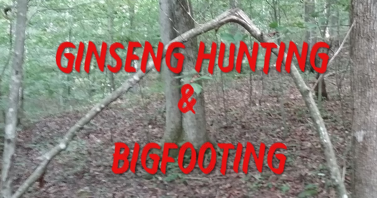 Almost Live Ginseng Hunting & Bigfooting The Crypto Crew