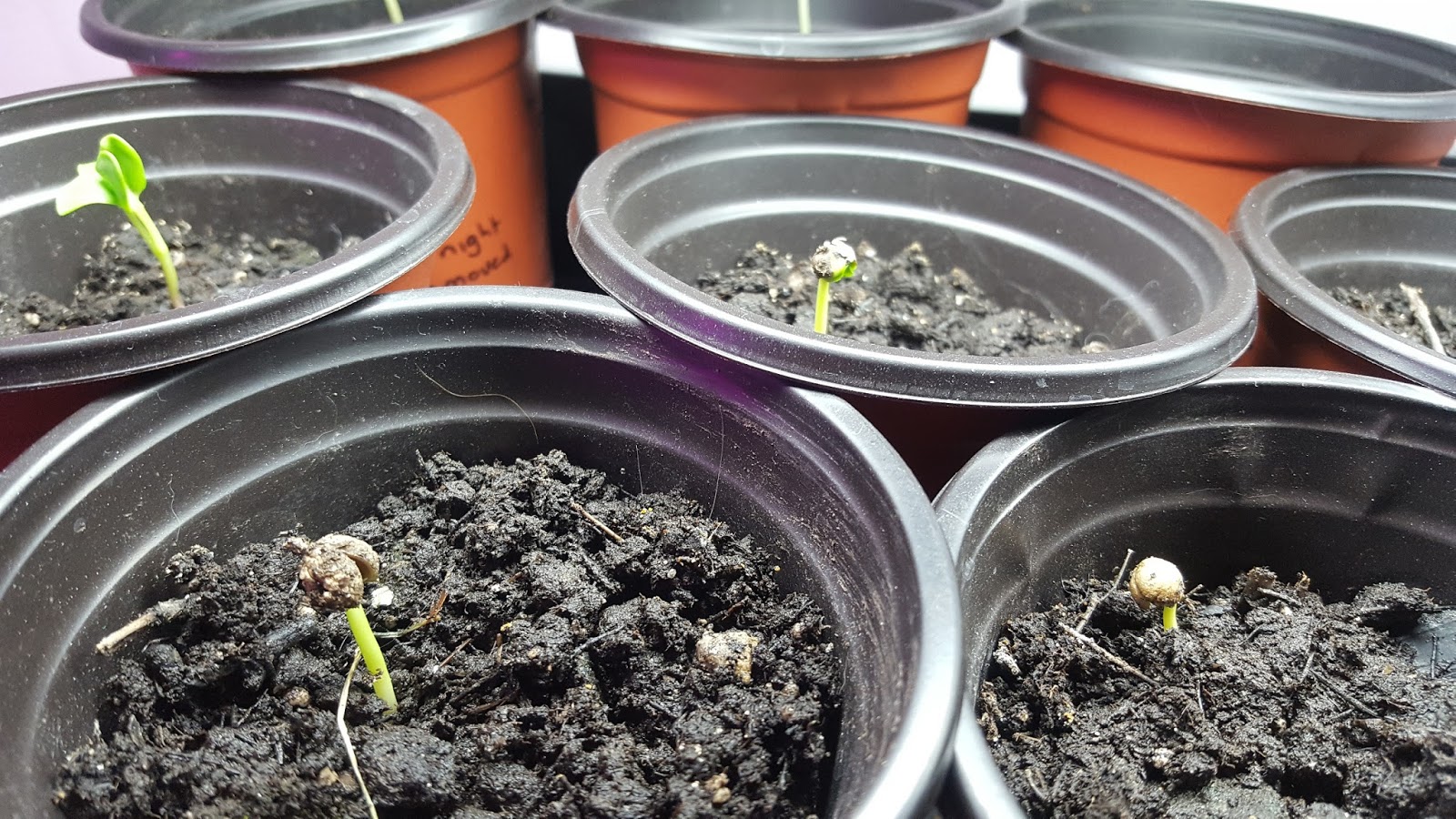 Josh's Blog. Sea Kale Germination Experiment Part 3
