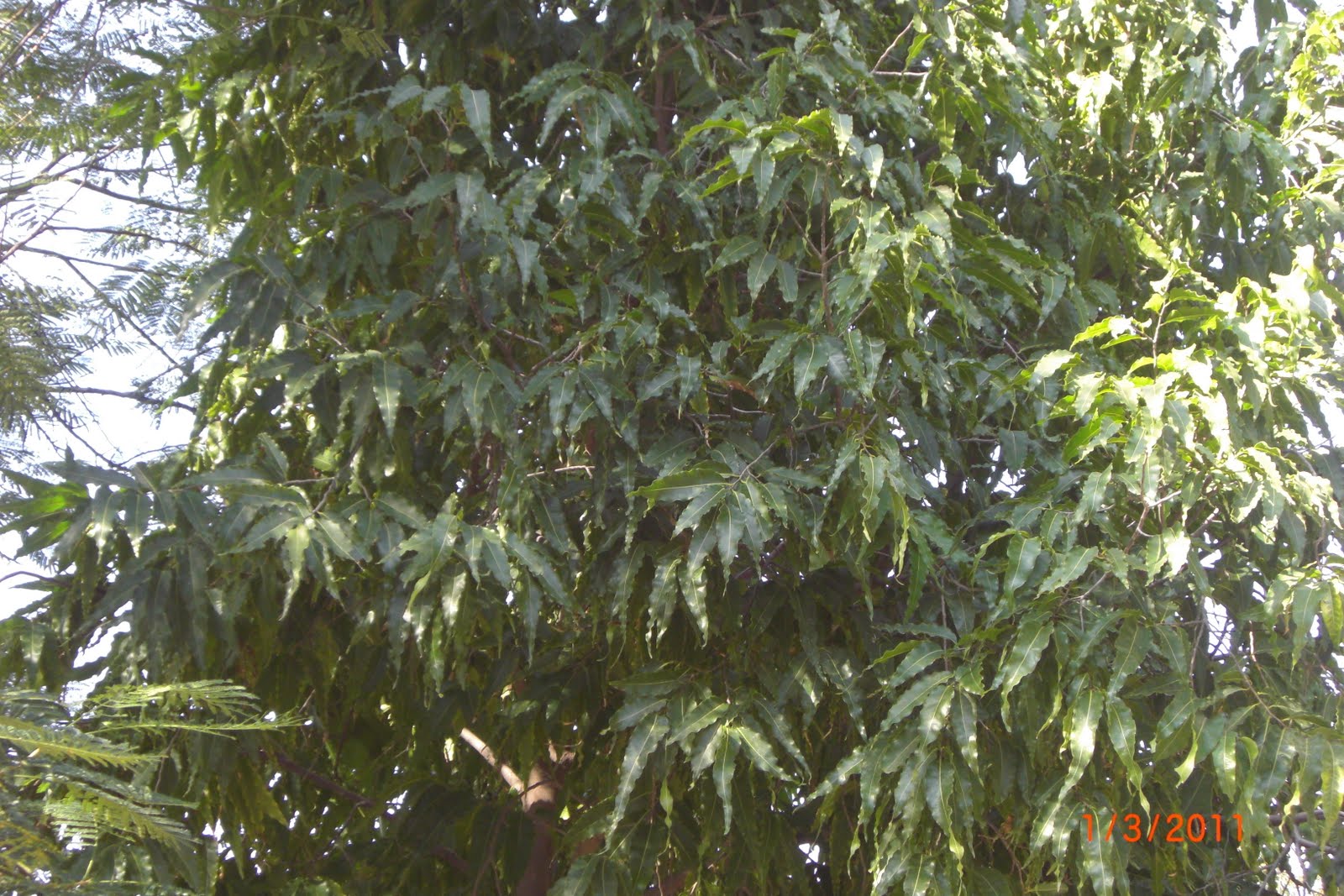 Terje ja Maaris Indias: India puud, kõrred, lilled ja muu- Trees ...