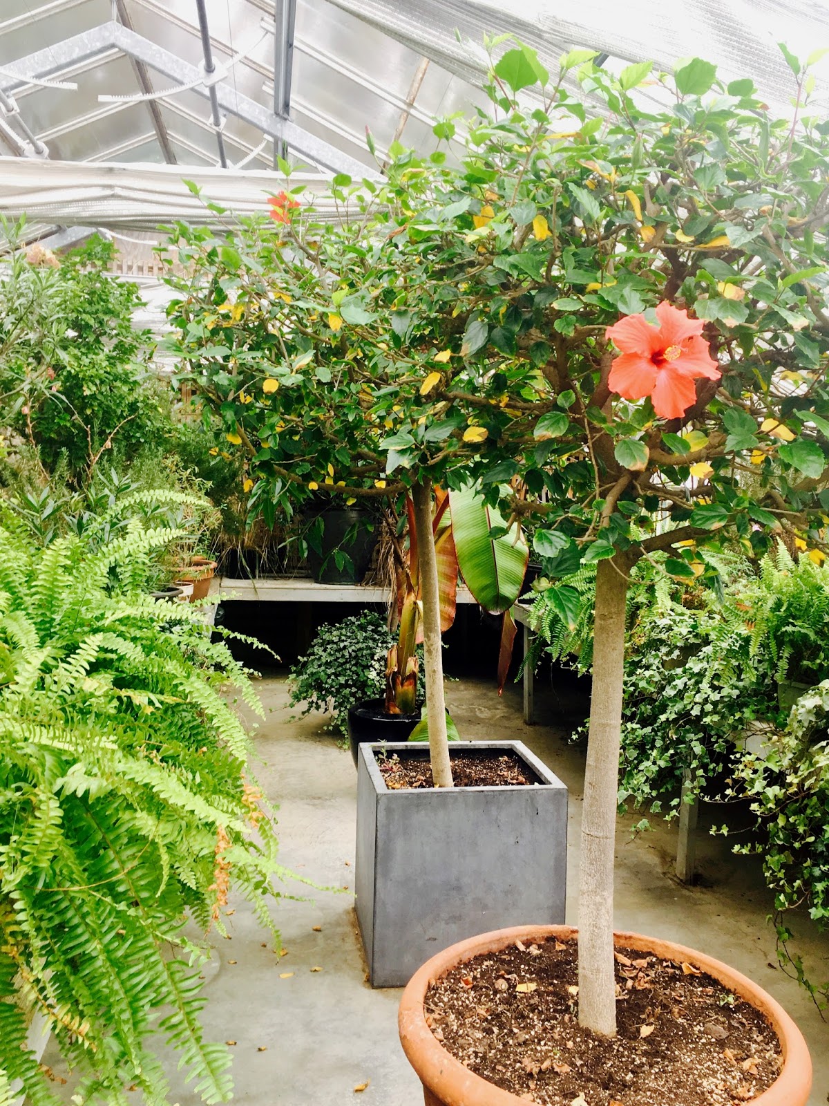 Mop Philosophy Winter Gardens at Langdon Hall