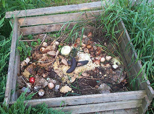 homemade seed compost