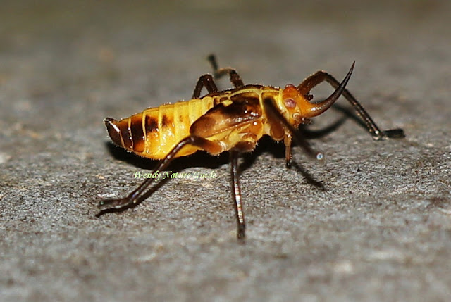 langkawi nature tour insect