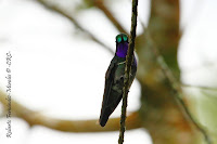 Colibrí montañes gorgimorado, Purple throated Mountain gem, Lampornis calolaemus