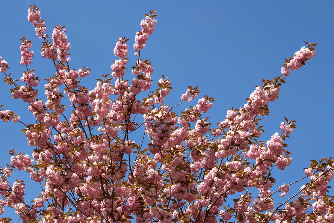 tree of pink blossoms against a blue sky