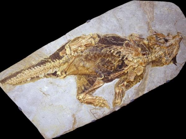 Fundacion Dinosaurios Cyl: ¿Cómo se camuflaba este dinosaurio en el  Cretáceo?