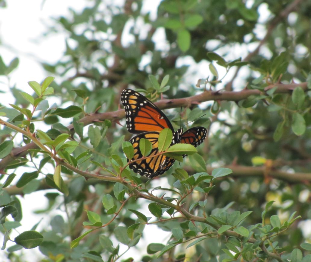 HTownWest Photo Blog The Monarchs are coming to Houston the