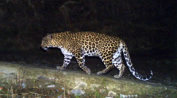 Gujarat: Leopard attacks motorcycle-borne couple, snatches infant,Injured, News, Local-News, Family, Attack, Hospital, Treatment, National.