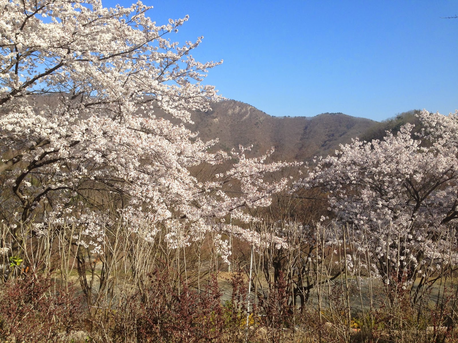 Kristen In Korea! Nonsan Strawberry Festival!