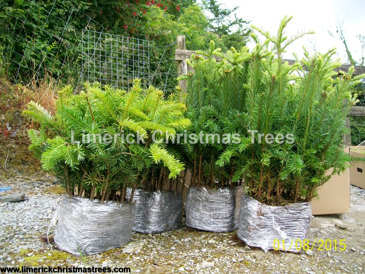Limerick Christmas Tree Centre Transplants Planting August 2015