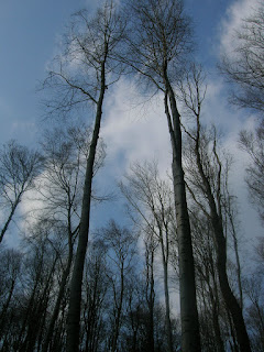 tall trees