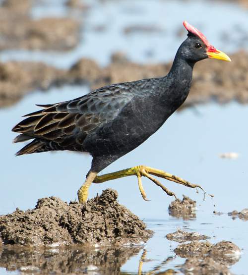 Indian birds - Watercock - Gallicrex cinerea