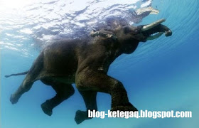 gajah berenang