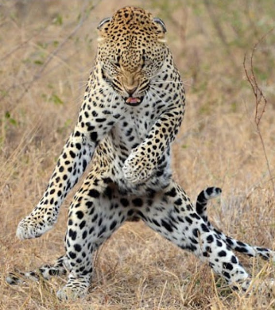 Notícias Inusitadas Leopardo é flagrado 'dançando Gangnam Style'