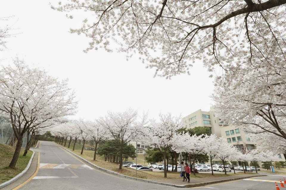 Dạo bước trên đường hoa anh đào tại Đại học Myongji