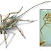 Descoberto fóssil de um aracnídeo metade escorpião metade aranha, em uma clara transição evolutiva