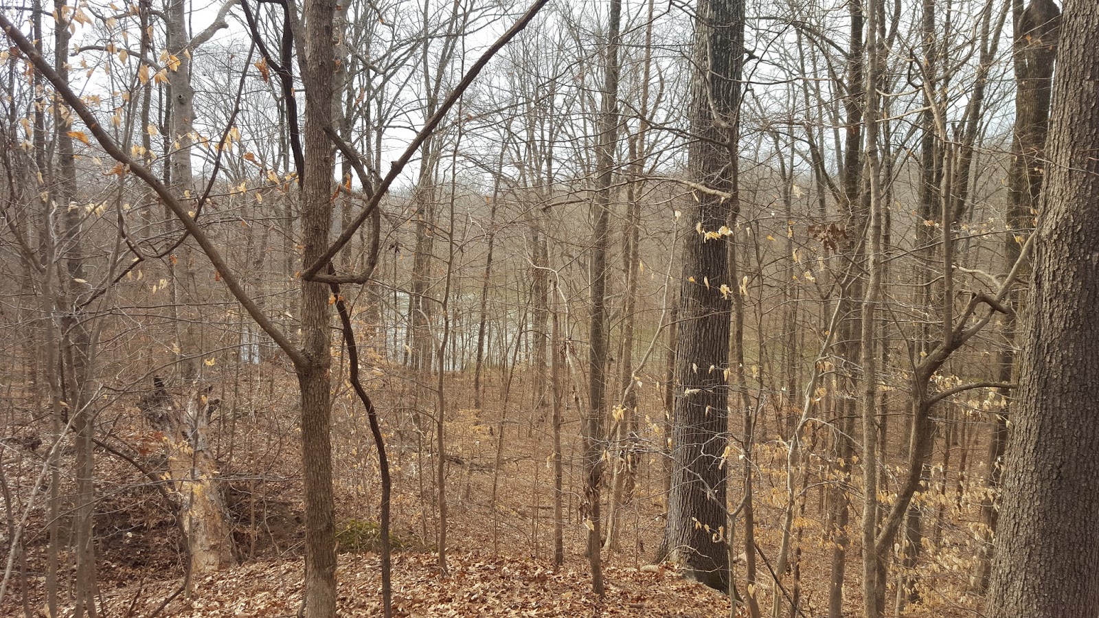 Divers and Sundry A Picnic at Shelby Forest State Park