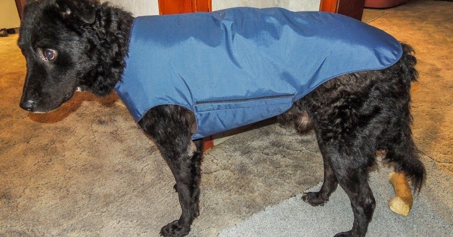 hund kahle stellen rücken