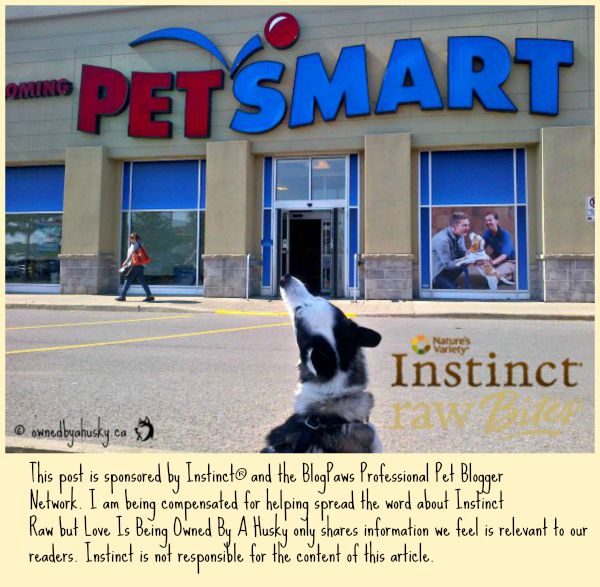 dogs shopping at petsmart