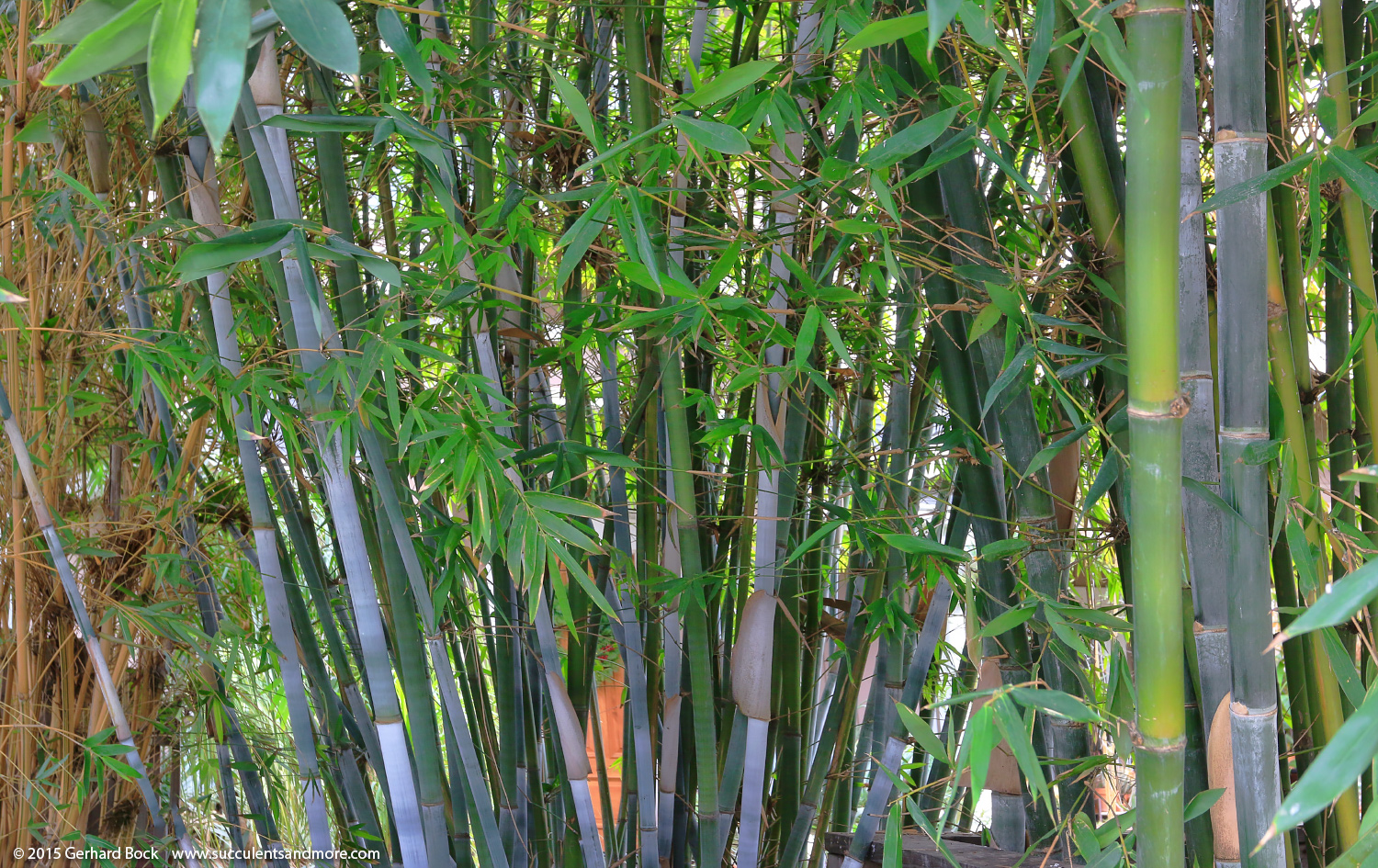 Bamboo thinning makes front yard look good for the holidays