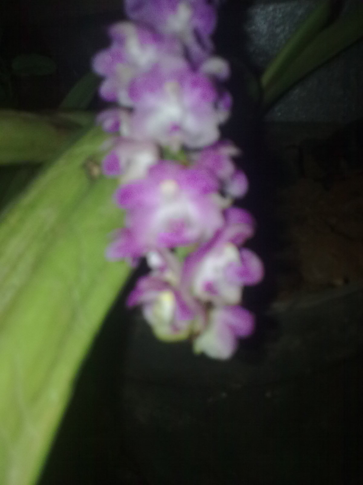 Rare Orchid Species Found Thriving High In The Trees! - 094ohw5