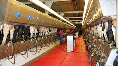 Cientificos Argentinos desarrollan una vacuna contra la mastitis en vacas