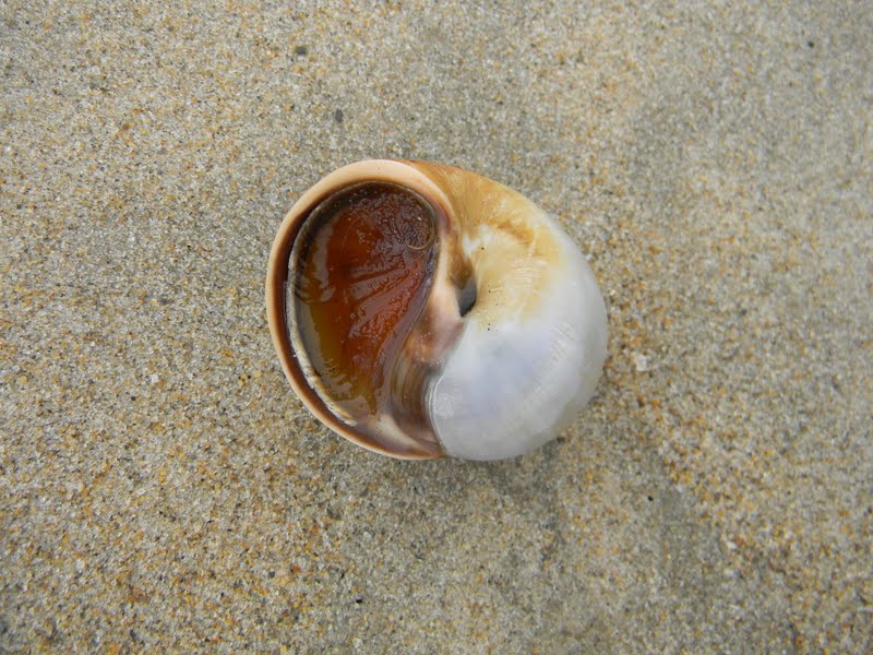 The Plover Warden Diaries moon snails