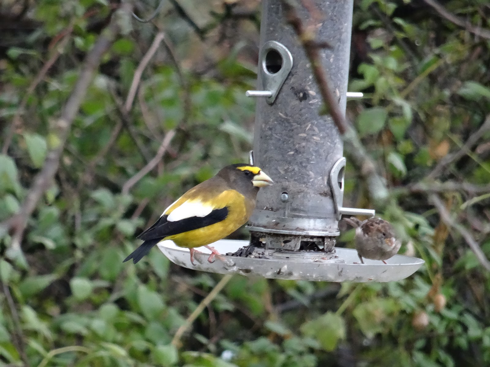 Ontario Birds and Wildlife A Few Photos