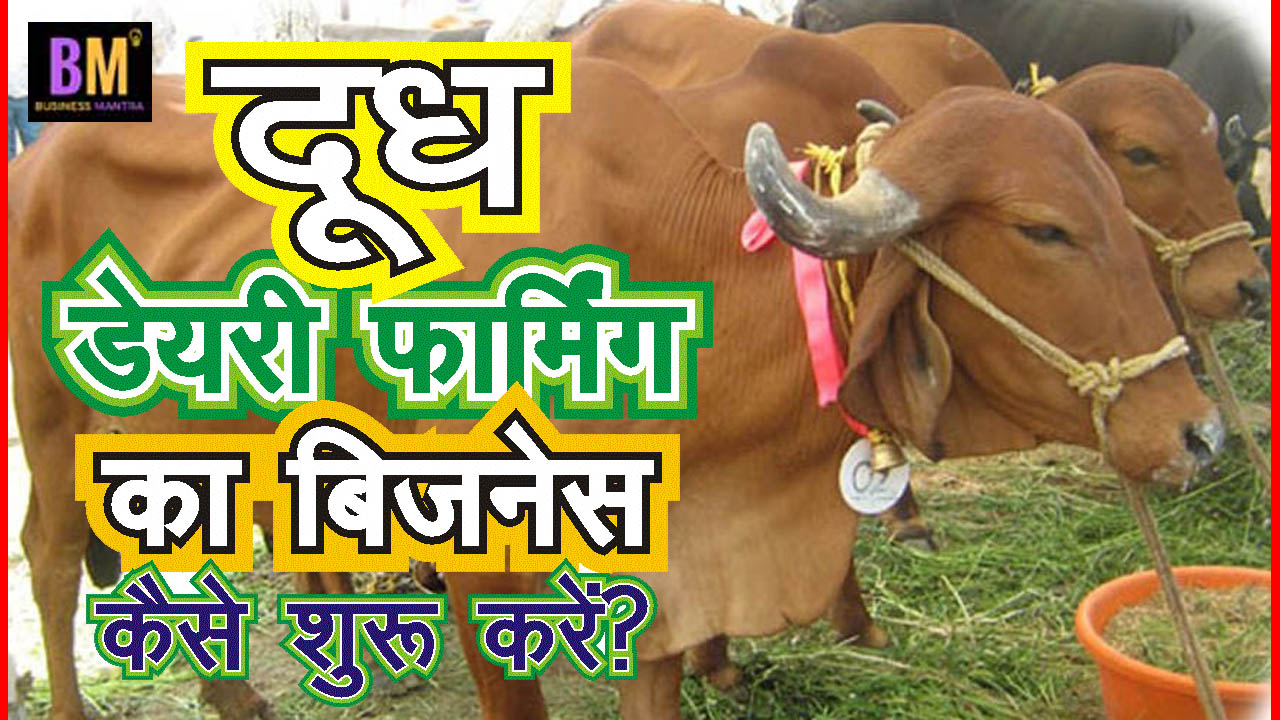 दूध डेयरी का बिजनेस कैसे शुरू करें Milk Dairy Business Business Mantra