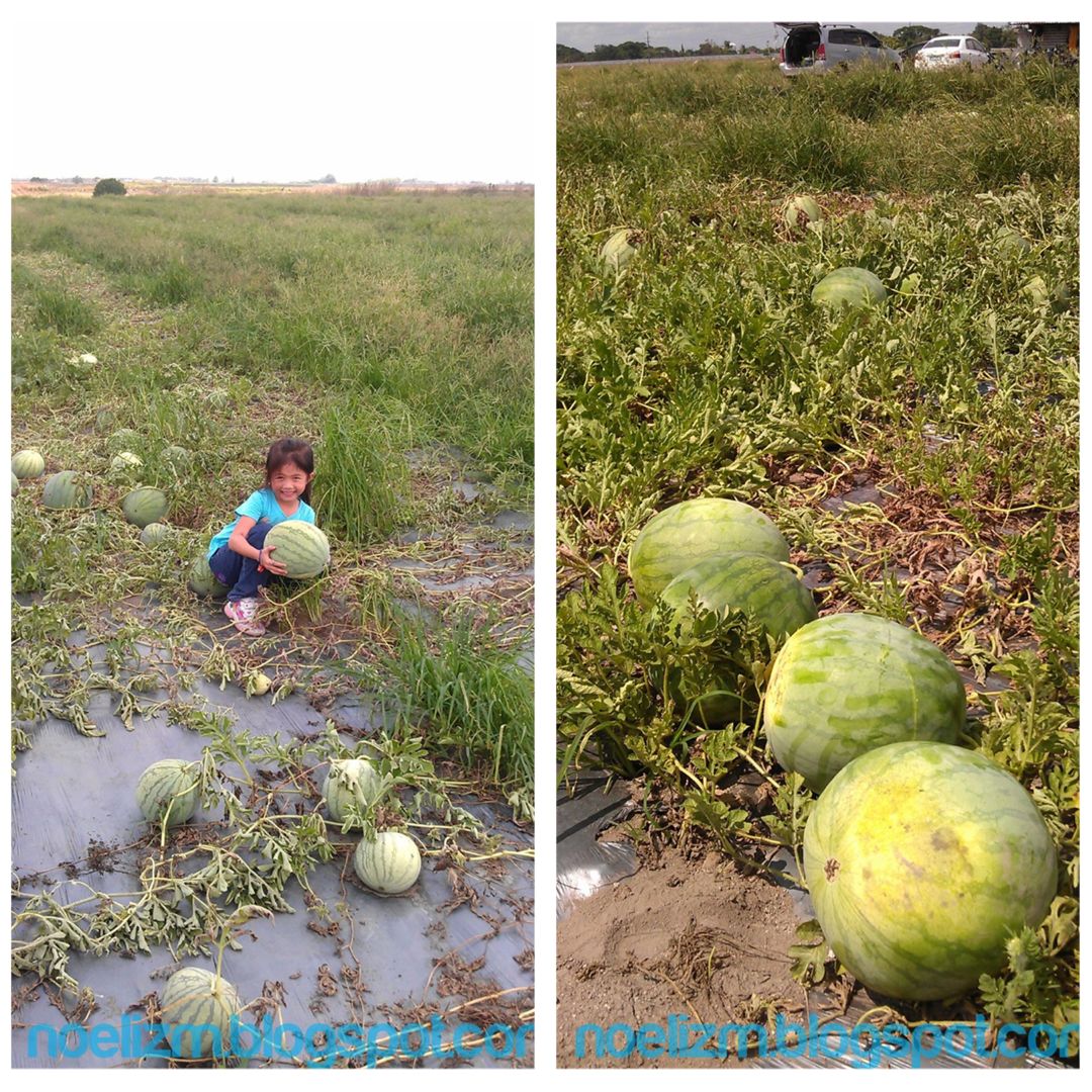 A Visit to a Watermelon Farm Noelizm