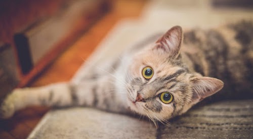 6 Signs Your Cat is Stressed, and How to Relieve it!? 6 Signs Your Cat is Stressed, and How to Relieve it!?