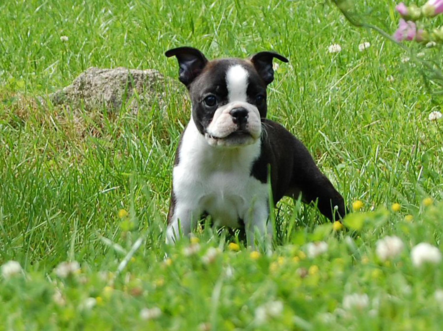 http://2.bp.blogspot.com/-JLgAonfTDeA/Th84WoC4fJI/AAAAAAAAALI/F3smvToFwUA/s1600/Boston+Terrier+Dogs+Wallpapers+2.jpg