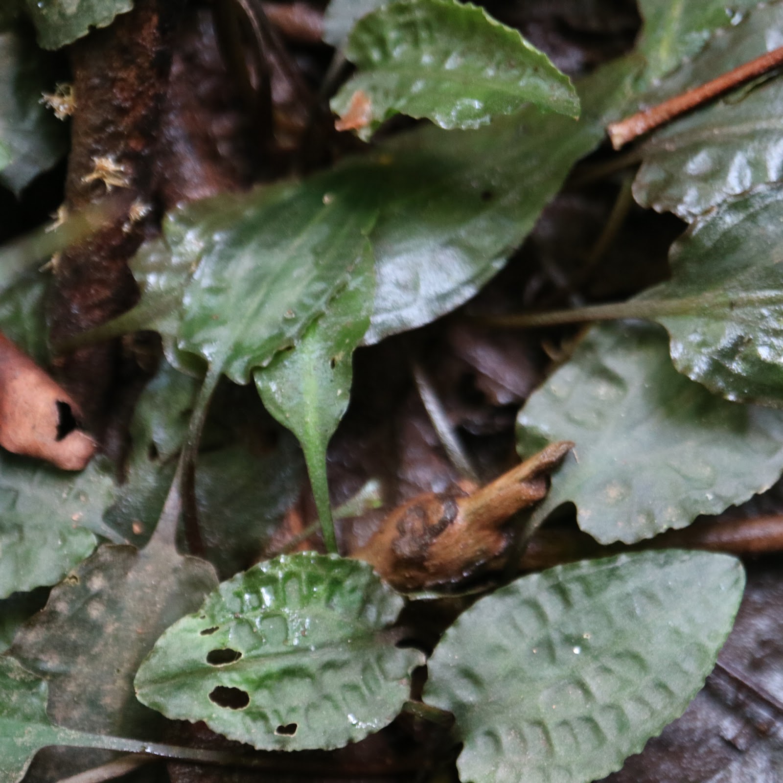 食べ歩き、観て歩き、撮り歩き Scurrilis