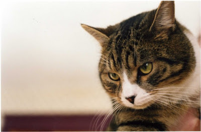 pink background: Cute Cats wallpapers