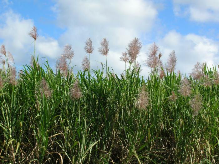 FIELD CROPS OF BANGLADESH Sugar Crops