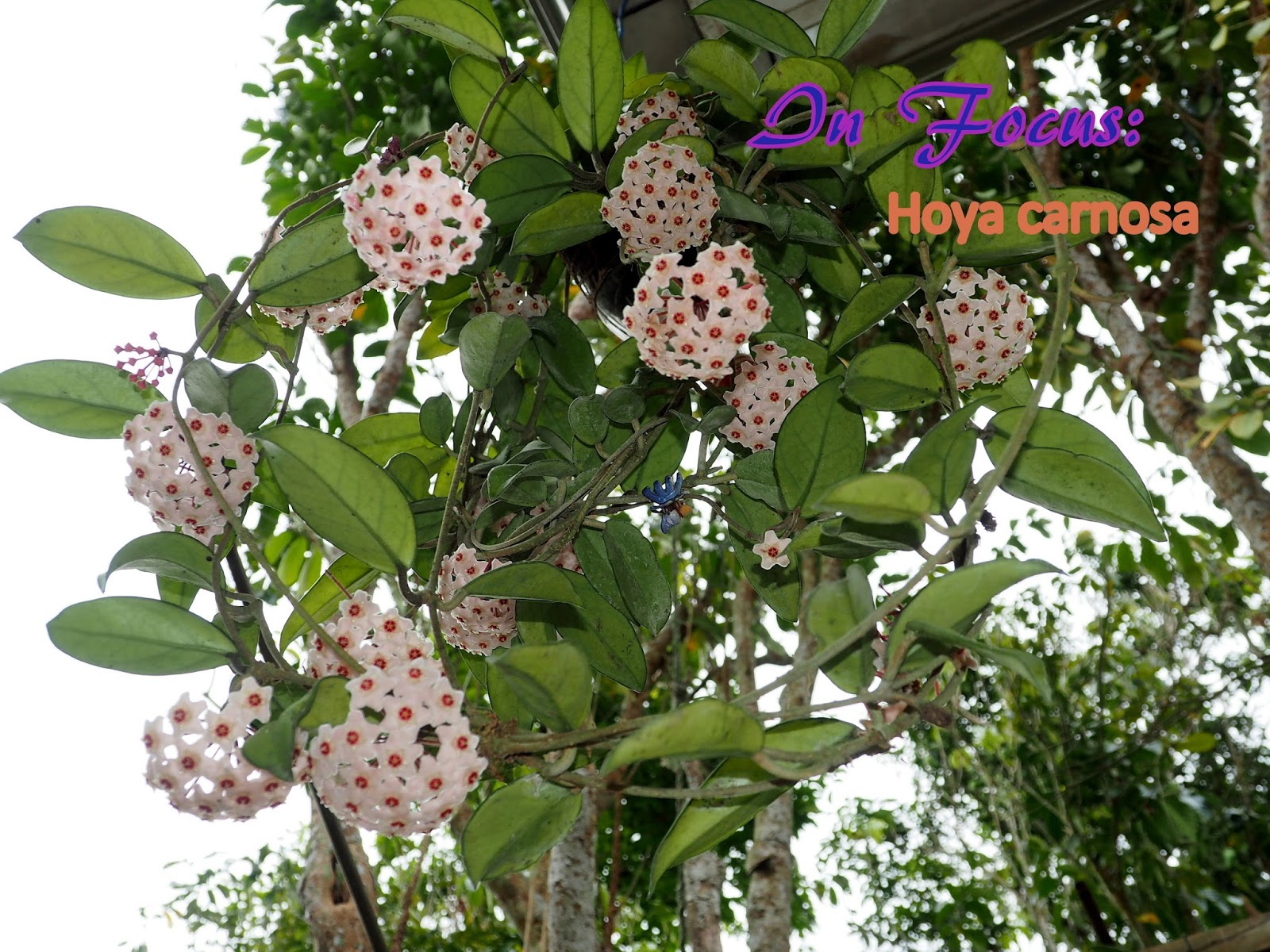 Pure Oxygen Generators In Focus Hoya carnosa