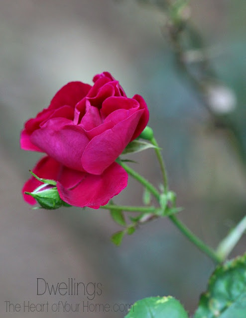 Red climbing rose