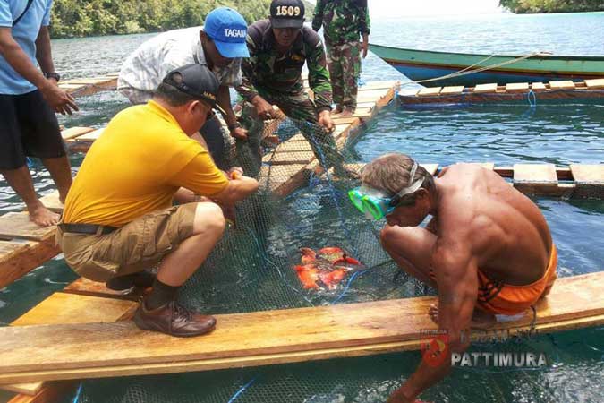272 Keramba "Emas Biru" Tersebar Di Maluku-Maluku Utara Ambon, Malukupost.com - Program Emas Biru Kodam XVI/Pattimura yang digagas oleh Pangdam XVI/Pattimura Mayjen TNI Doni Monardo sejak dua tahun silam sudah menghasilkan 272 keramba budi daya ikan yang tersebar di perairan laut Maluku dan Maluku Utara. Siaran pers Penerangan Kodam Pattimura yang diterima media ini, Selasa (7/11), menyebutkan, program yang memanfaatkan sektor perairan laut sebagai budi daya ikan itu menggunakan keramba jaring apung, keramba jaring tancap, dan keramba darat.
