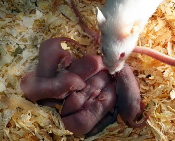 Science Digg: Parental olfactory experience influences behavior and neural structure in subsequent generations