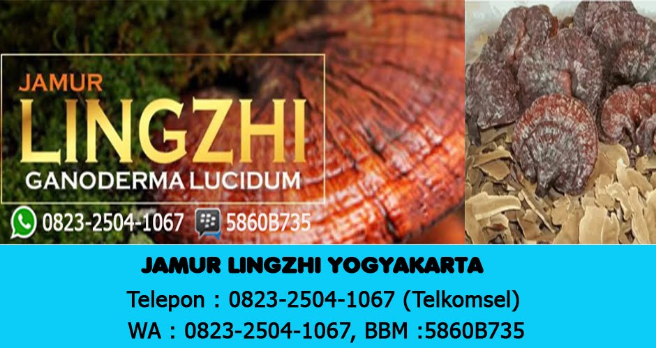 Jual Jamur Lingzhi Yogyakarta Wa 0823 1504 1067 (Tsel), Jogjakarta | Jamur Lingzhi kering